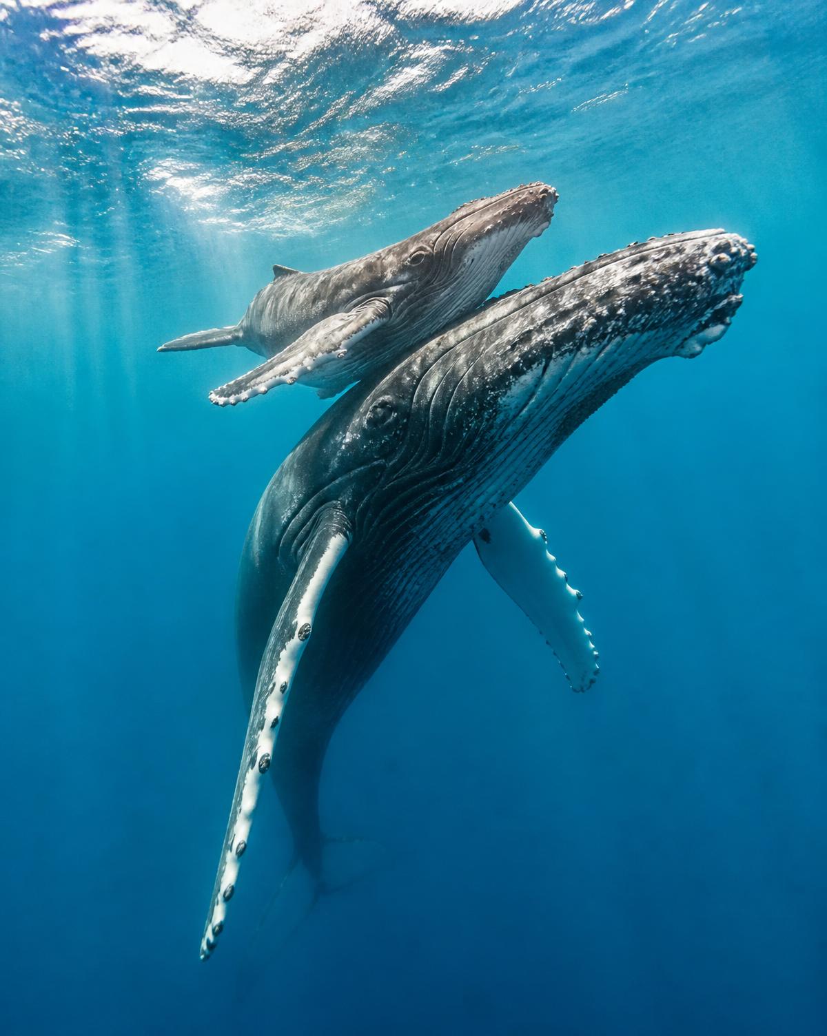 The Silent Pelagic